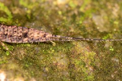 Meinertellidae