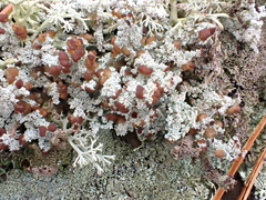 Stereocaulon dactylophyllum