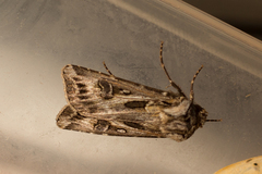 Agrotis vestigialis