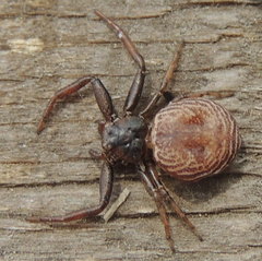 Coriarachne depressa
