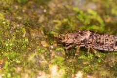 Meinertellidae