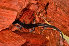 Plethodon jordani