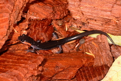 Plethodon jordani