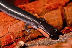 Plethodon jordani