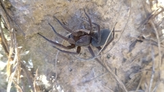 Arachnida