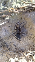Arachnida