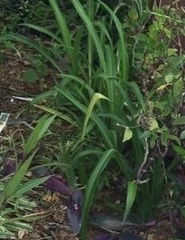 Chlorophytum comosum