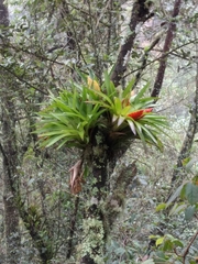 Tillandsia multicaulis