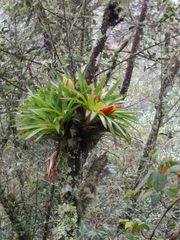 Tillandsia multicaulis