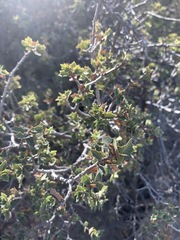 Quercus hinckleyi