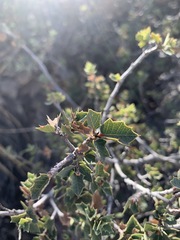 Quercus hinckleyi