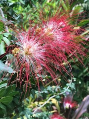 Calliandra falcata