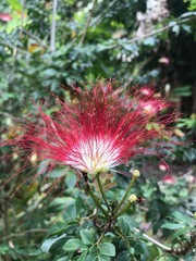 Calliandra falcata
