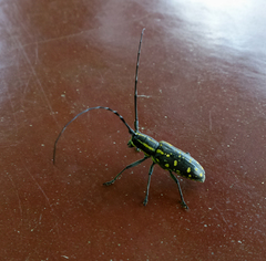 Macrochenus assamensis