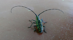 Macrochenus assamensis