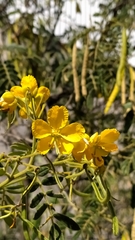 Senna