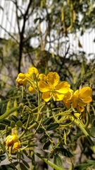 Senna