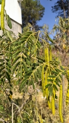Senna