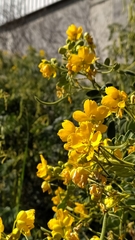 Senna