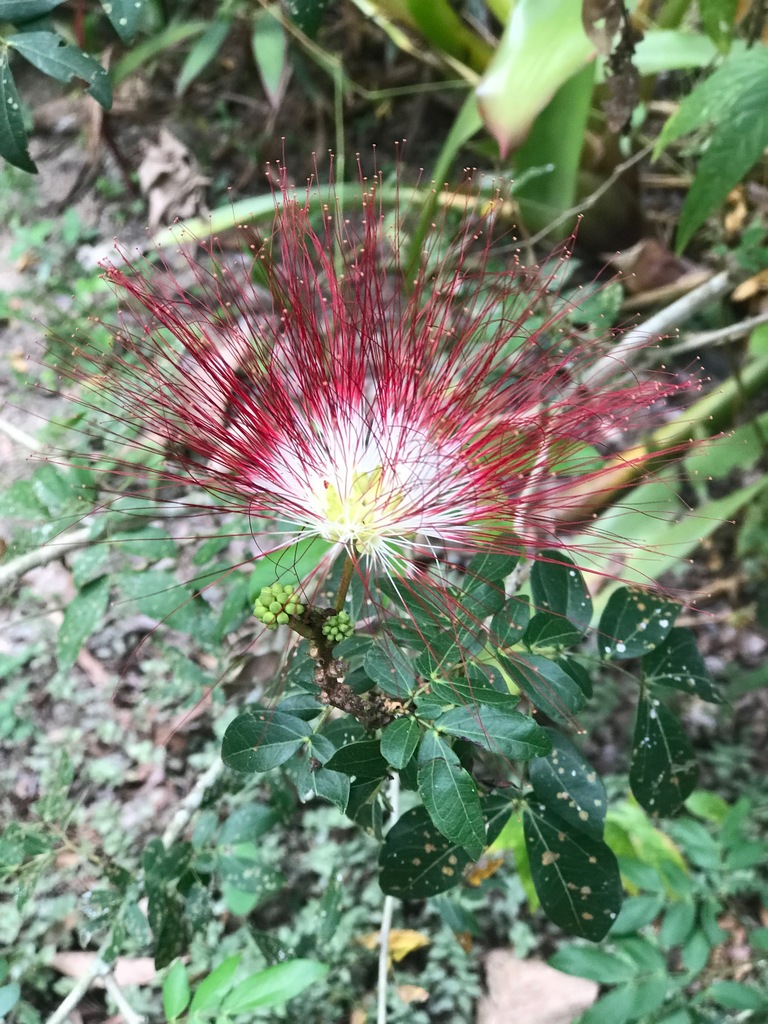 Calliandra falcata