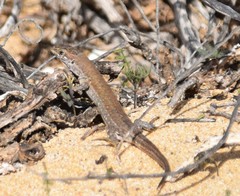 Gallotia atlantica
