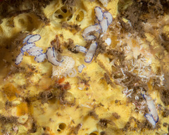 Hypselodoris peasei