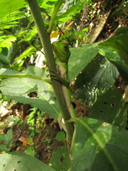 Enyalius iheringii