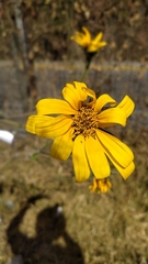 Helianthinae
