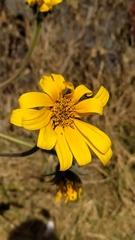 Helianthinae
