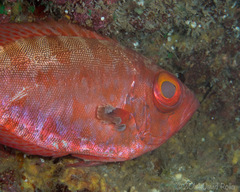 Heteropriacanthus carolinus