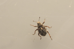 Rhinoncus pericarpius