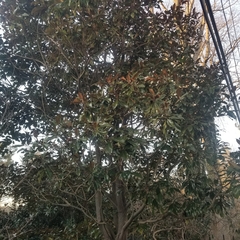 Magnolia grandiflora