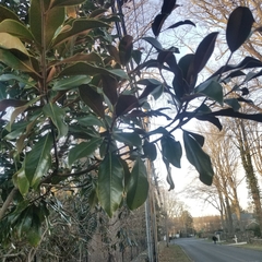 Magnolia grandiflora