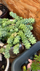 Sedum burrito