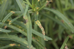 Puccinia lagenophorae