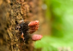 Stemonitis herbatica