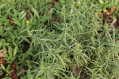 Puccinia lagenophorae