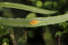 Puccinia lagenophorae