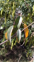 Prunus serotina