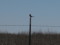 Oreoscoptes montanus