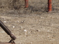 Oreoscoptes montanus