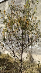 Prunus serotina