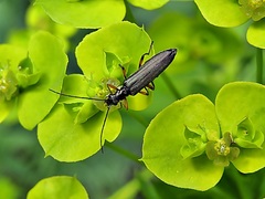 Oedemera annulata