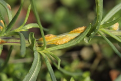 Puccinia lagenophorae