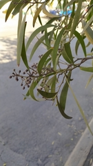 Acacia