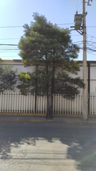 Acacia