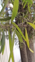 Acacia