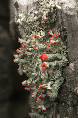 Cladonia didyma