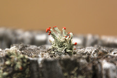 Cladonia didyma
