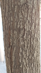 Acacia
